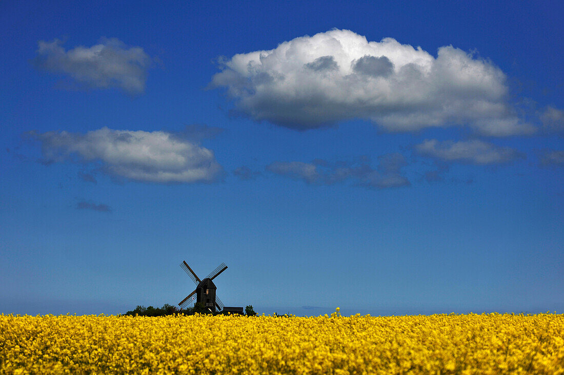 Blick über Rapsfeld auf eine Windmühle, Usedom, Mecklenburg-Vorpommern, Deutschland