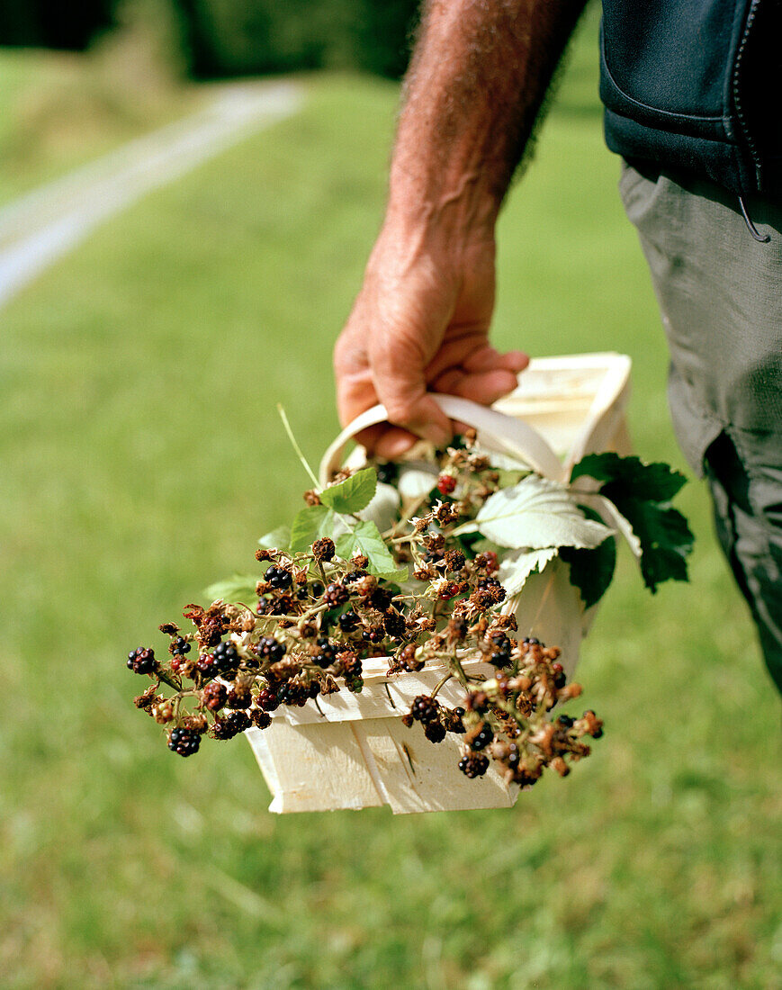 Kräutersammler, Brombeeren, Bezau, Bregenzerwald, Vorarlberg, Österreich