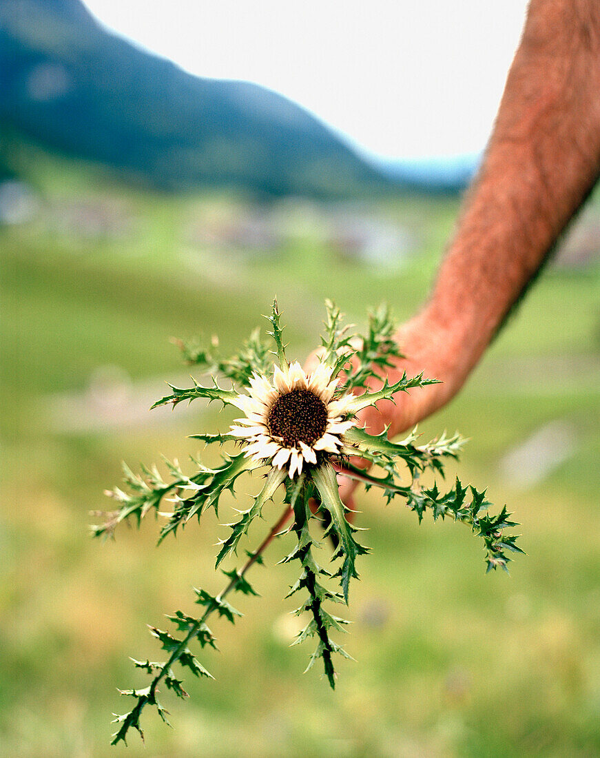 Silberdistel, Bezau, Bregenzerwald, Vorarlberg, Österreich