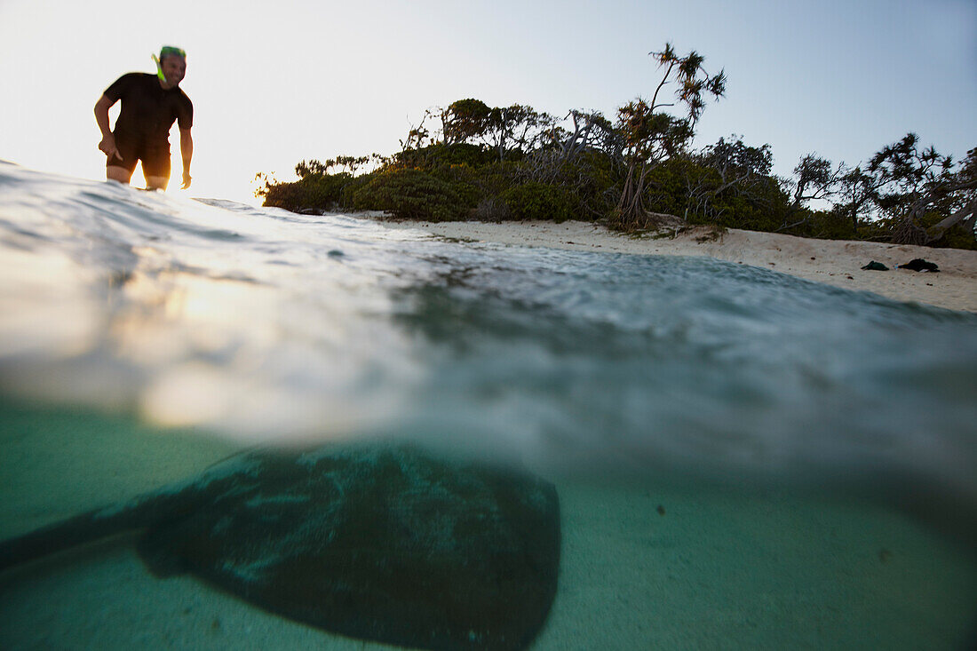 Schnorchler und Rochen, abend vor Heron Island, Osthälfte ist Teil des Capricornia Cays National Park, Great Barrier Reef Marine Park, UNESCO Weltnaturerbe, Queensland, Australien