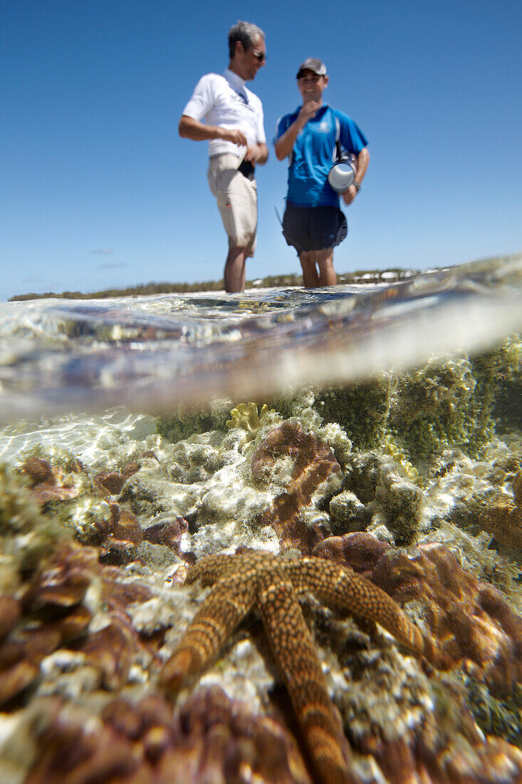 Geführte Tour durch das Riff, Korallen und Seestern, Guide des Marine Centers, Heron Island, Osthälfte ist Teil des Capricornia Cays National Park, Great Barrier Reef Marine Park, UNESCO Weltnaturerbe, Queensland, Australien