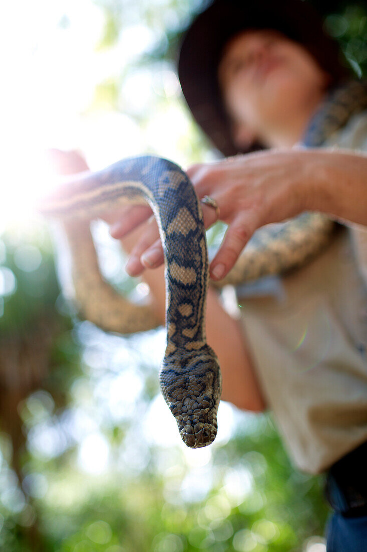 Ranger mit Python, Bungalow Bay Koala Village, Horseshoe Bay, Nordküste Magnet Island, Great Barrier Reef Marine Park, UNESCO Weltkulturerbe, Queensland, Australien, Weltnaturerbe