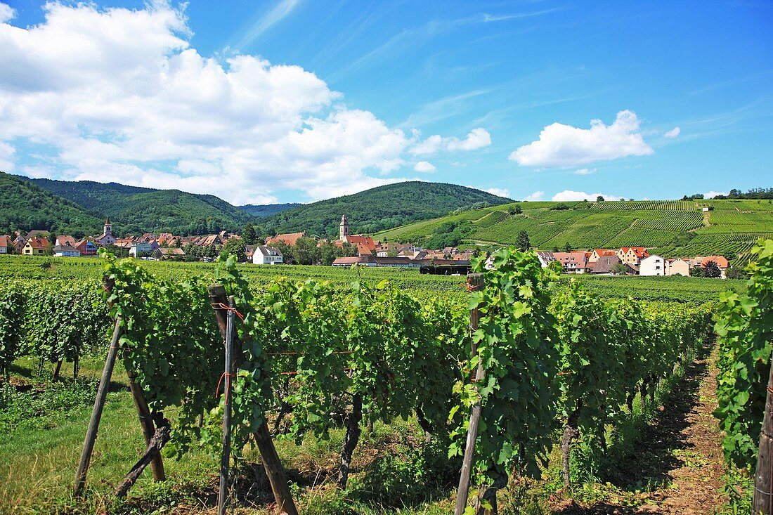 France, Alsace, Riquewihr, Route du in d'Alsace