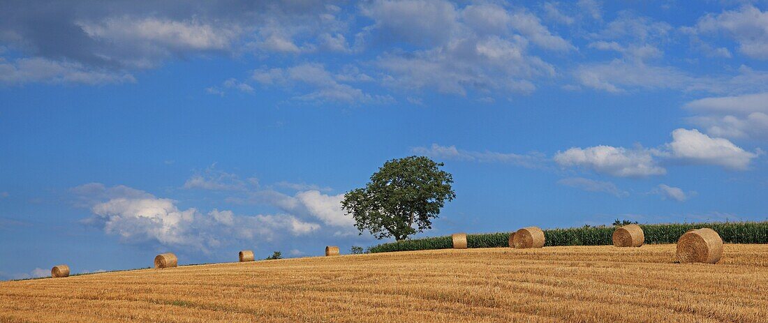 France, Alsace, Hochfelden