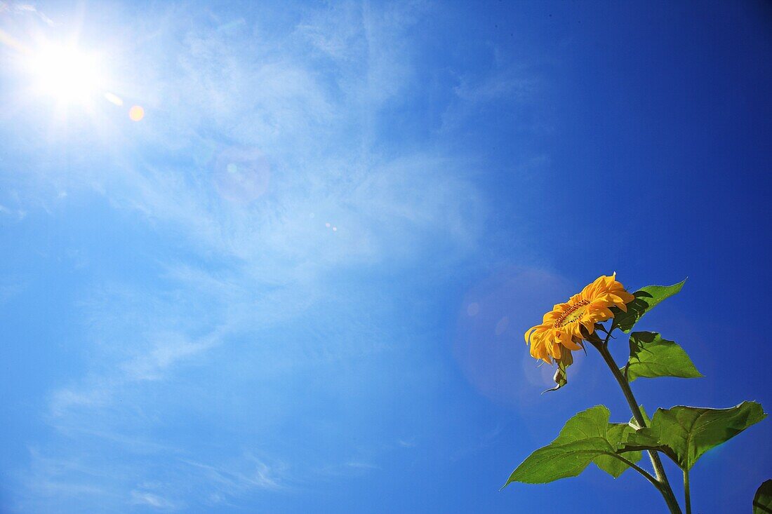 Sunflower face to the sun