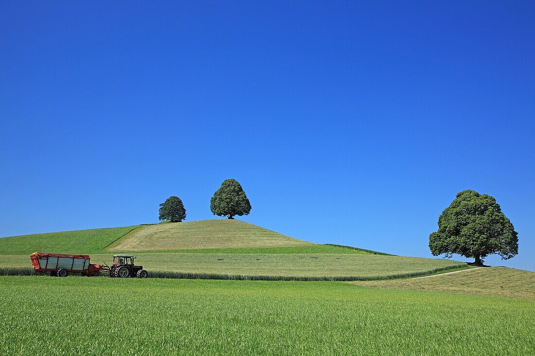 Trees on a hill, Switzerland, Canton Berne, Emmental