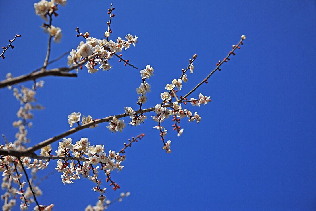 Plum Blossoms, Japan, Fukushima Prefecture, Fukushima