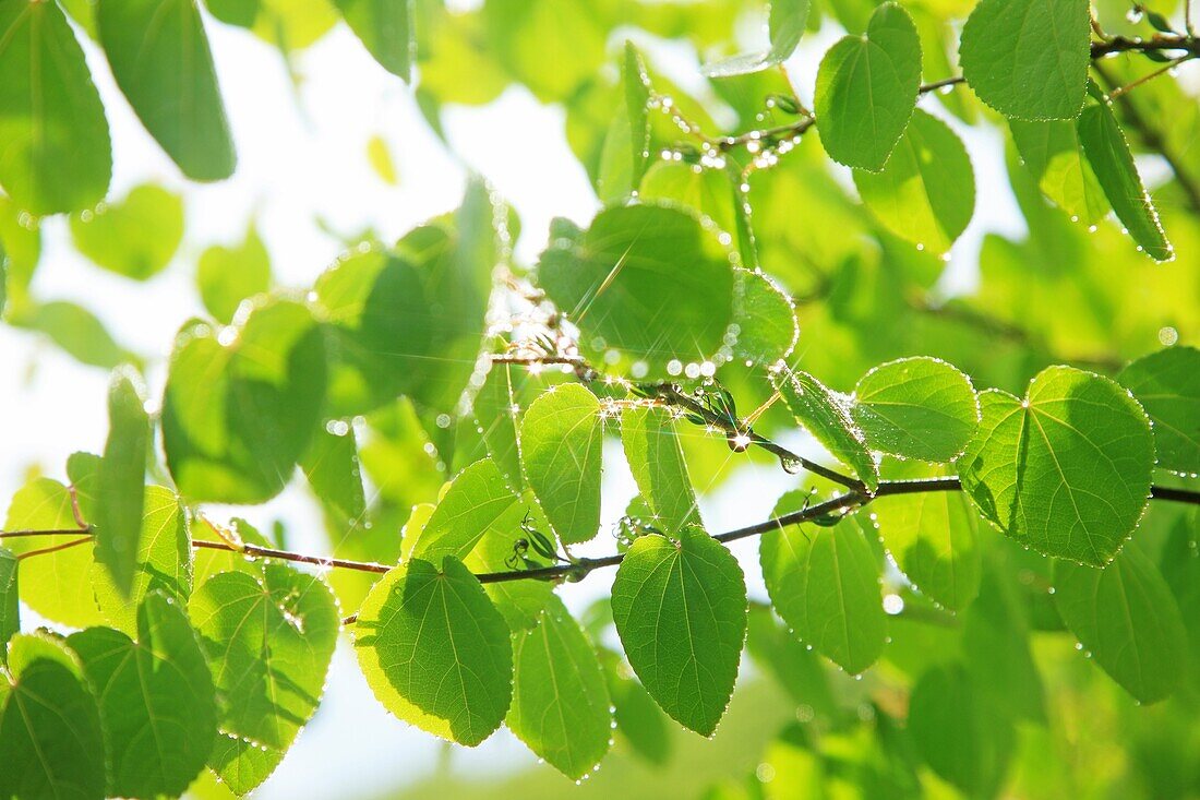 Leaves with dew drops, Japan, Fukushima