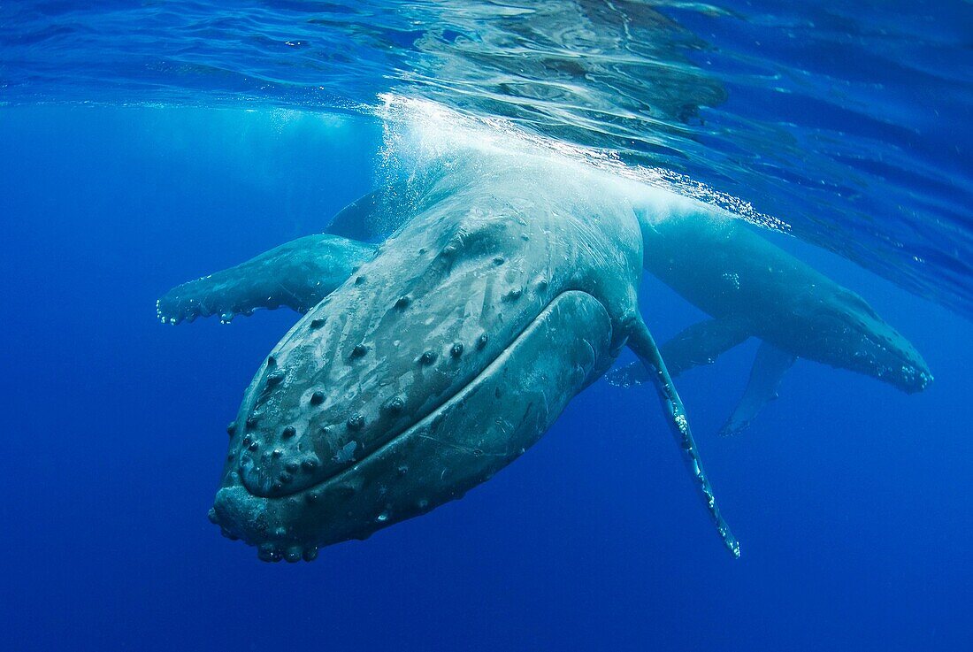 Close-up of Humpback whale near surface Maui, Hawaii