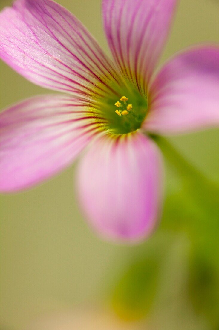 oxalis articulata, pink wood sorrel