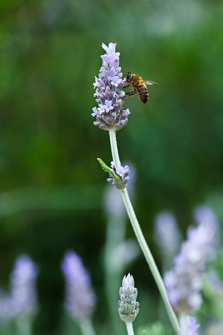 lavender flowers with a bee, lavandula angustifolia