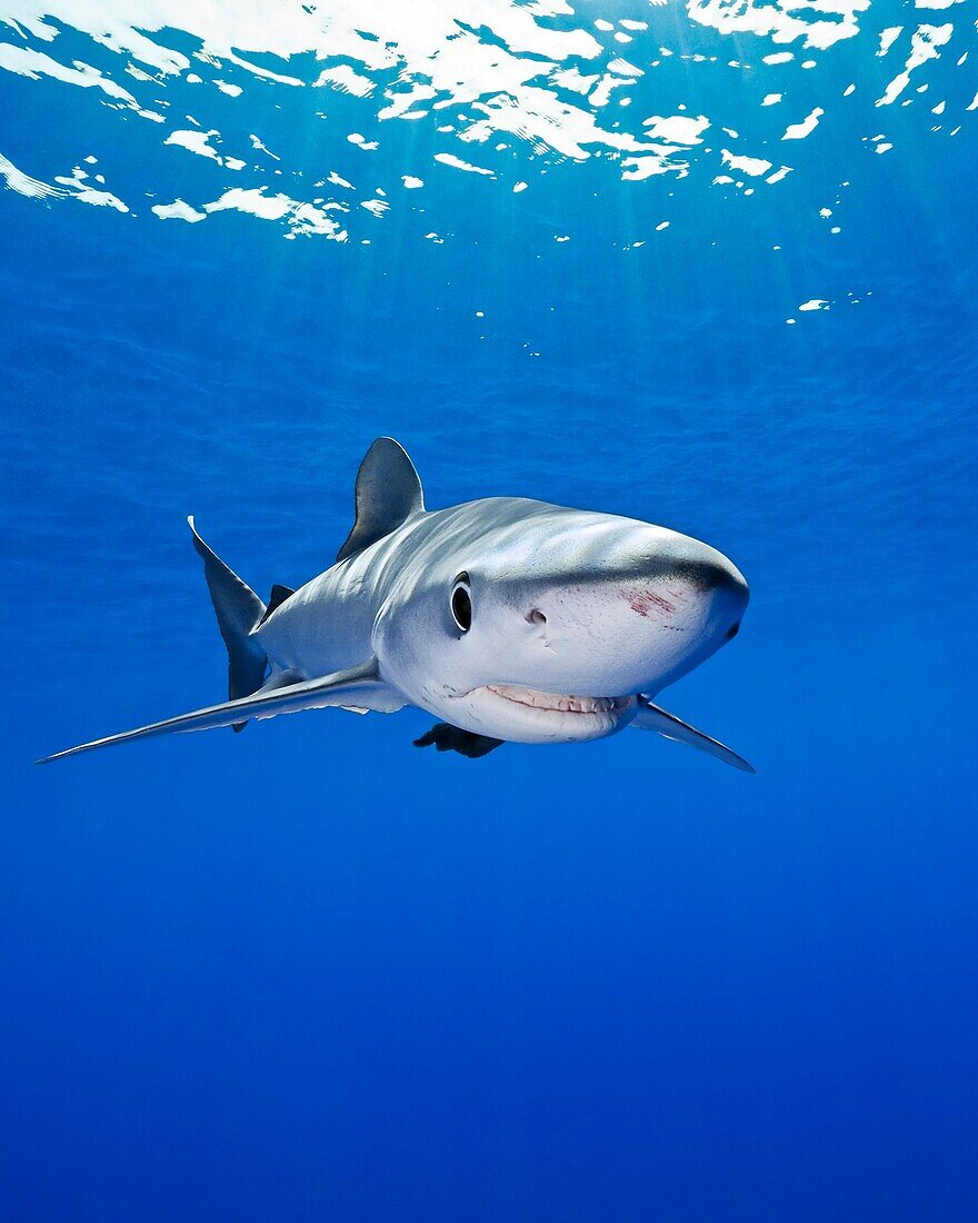 blue shark, Prionace glauca, large female, Big Island, Hawaii, USA, Pacific Ocean