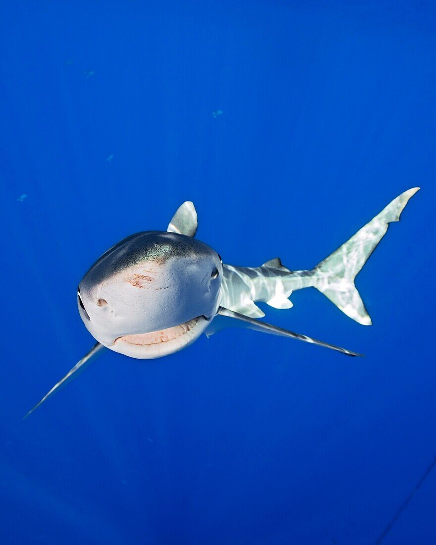 blue shark, Prionace glauca, large female, Big Island, Hawaii, USA, Pacific Ocean