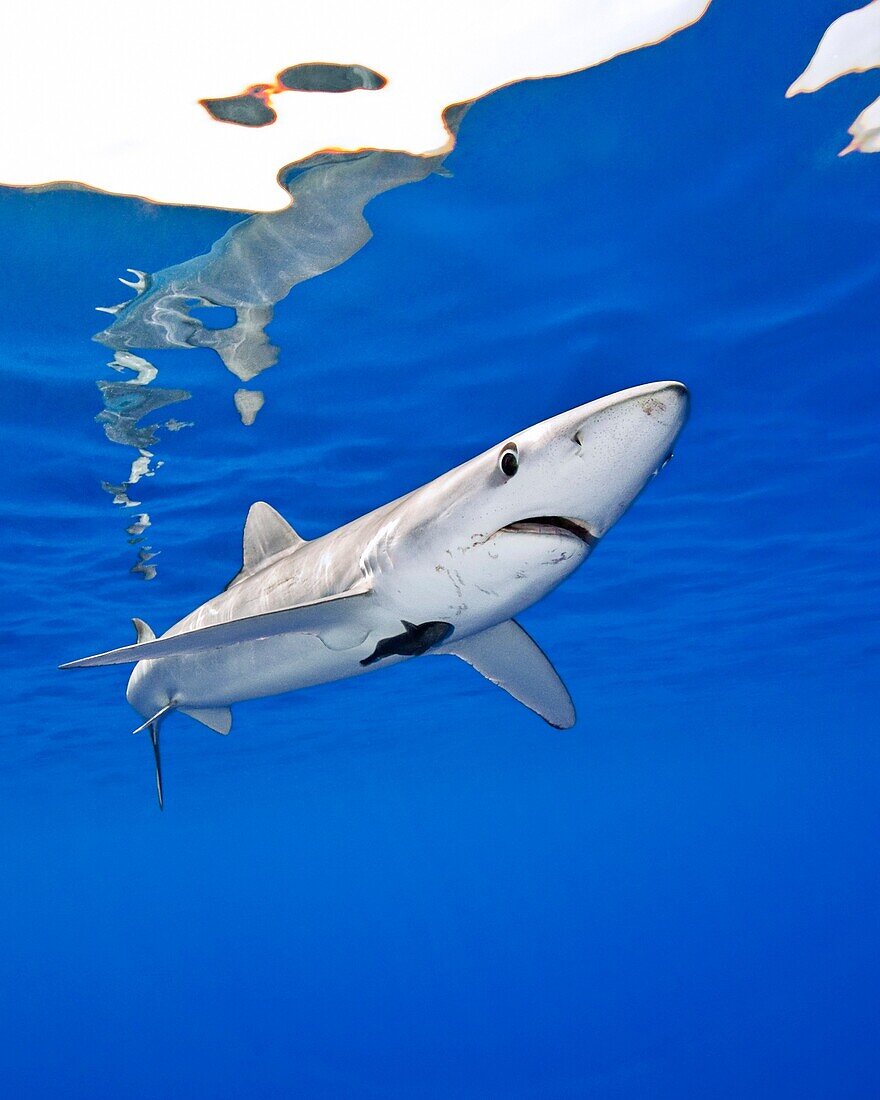 blue shark, Prionace glauca, large female, Big Island, Hawaii, USA, Pacific Ocean