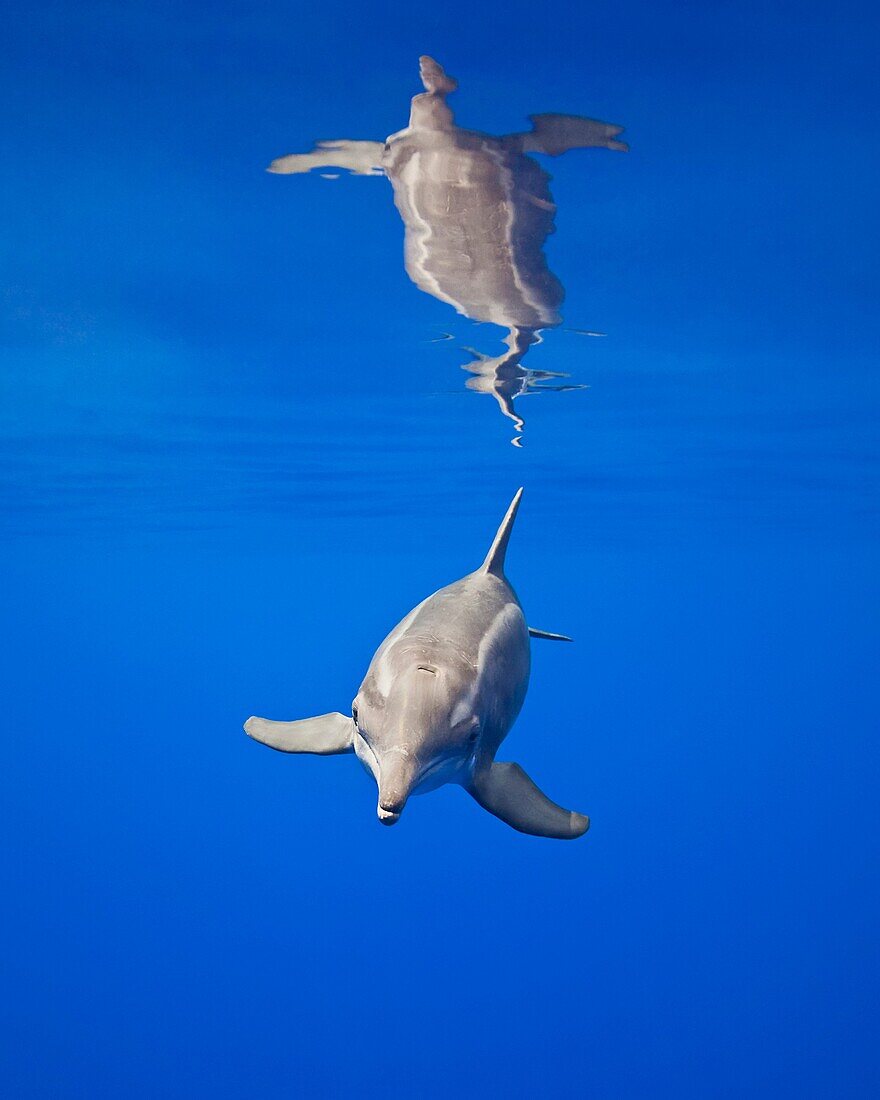 rough-toothed dolphin, Steno bredanensis, analyzing the photographer by using impulse-type click-type sonar for precise echolocation and imaging, Kona Coast, Big Island, Hawaii, USA, Pacific Ocean