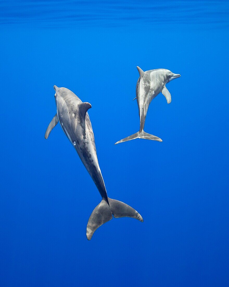 rough-toothed dolphins, Steno bredanensis, mother and calf, Kona Coast, Big Island, Hawaii, USA, Pacific Ocean