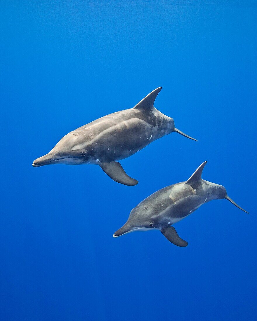 rough-toothed dolphins, Steno bredanensis, mother and calf, Kona Coast, Big Island, Hawaii, USA, Pacific Ocean