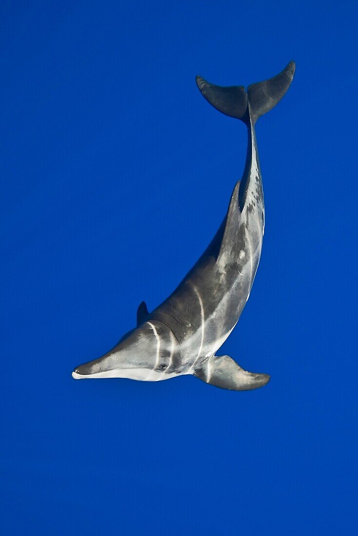 rough-toothed dolphin, Steno bredanensis, analyzing the photographer by using impulse-type click-type sonar for precise echolocation and imaging, Kona Coast, Big Island, Hawaii, USA, Pacific Ocean