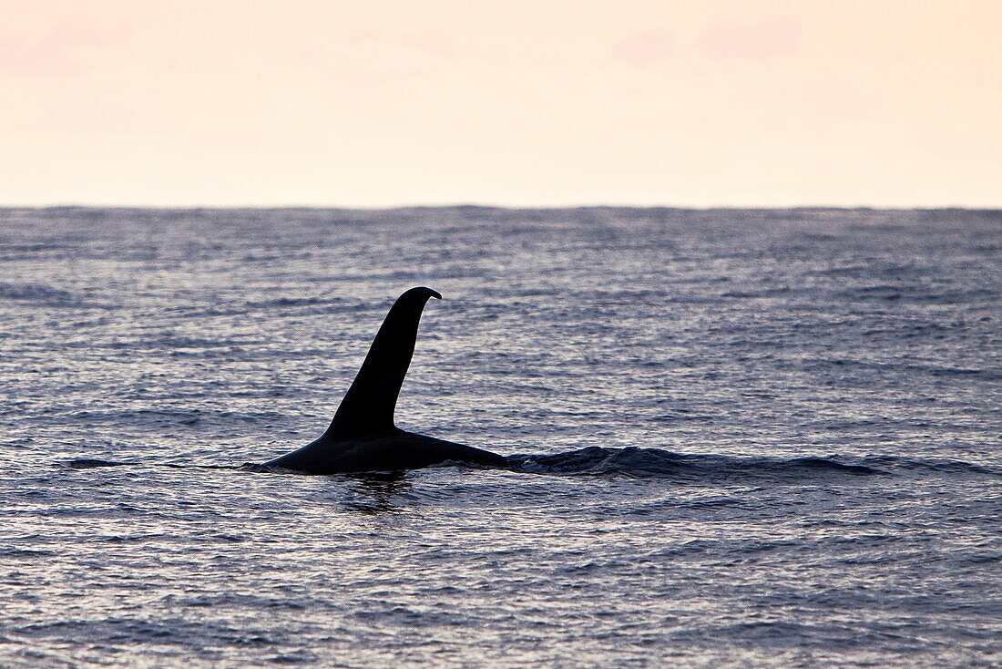 transient orca or killer whale, Orcinus orca, male dorsal fin - killer whale sightings in Hawaiian waters are extremely rare, Kona Coast, Big Island, Hawaii, USA, Pacific Ocean