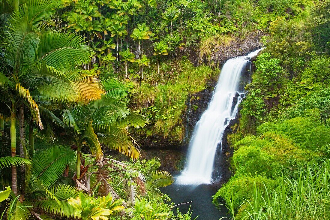 Kulaniapia Falls, tropical rainforest jungle, Hilo, Big Island, Hawaii, USA