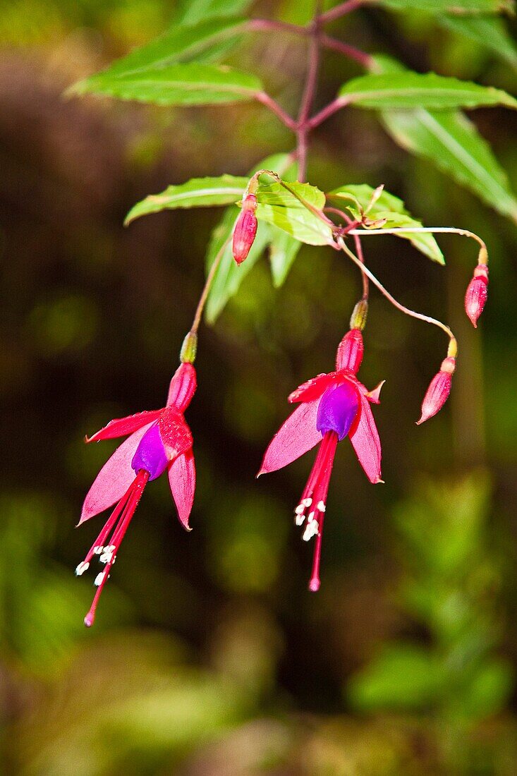 fuchsia flowers, Fuchsia magellanica, kulapepeiao in Hawaiian, so calledPele's Earrings', Hawaii Volcanoes National Park, Kilauea, Big Island, Hawaii, USA