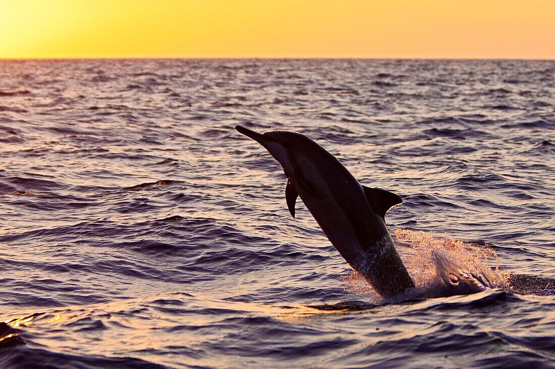 Hawaiian spinner dolphin, Stenella longirostris, jumping at sunset, Kona, Big Island, Hawaii, USA, Pacific Ocean