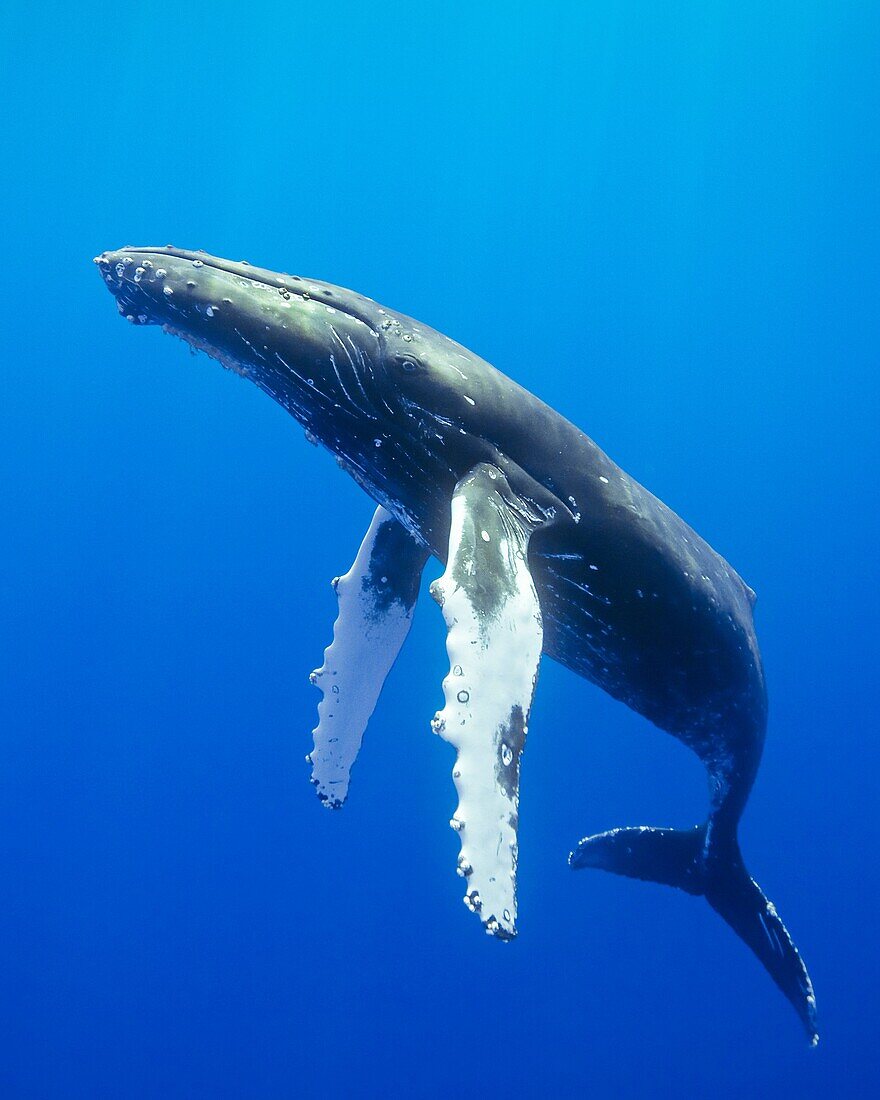 humpback whale, Megaptera novaeangliae, Hawaii, USA, Pacific Ocean