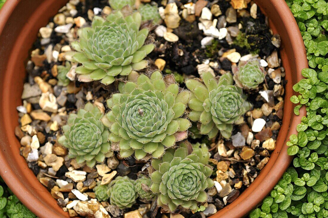 Sempervivum tectorum Houseleek