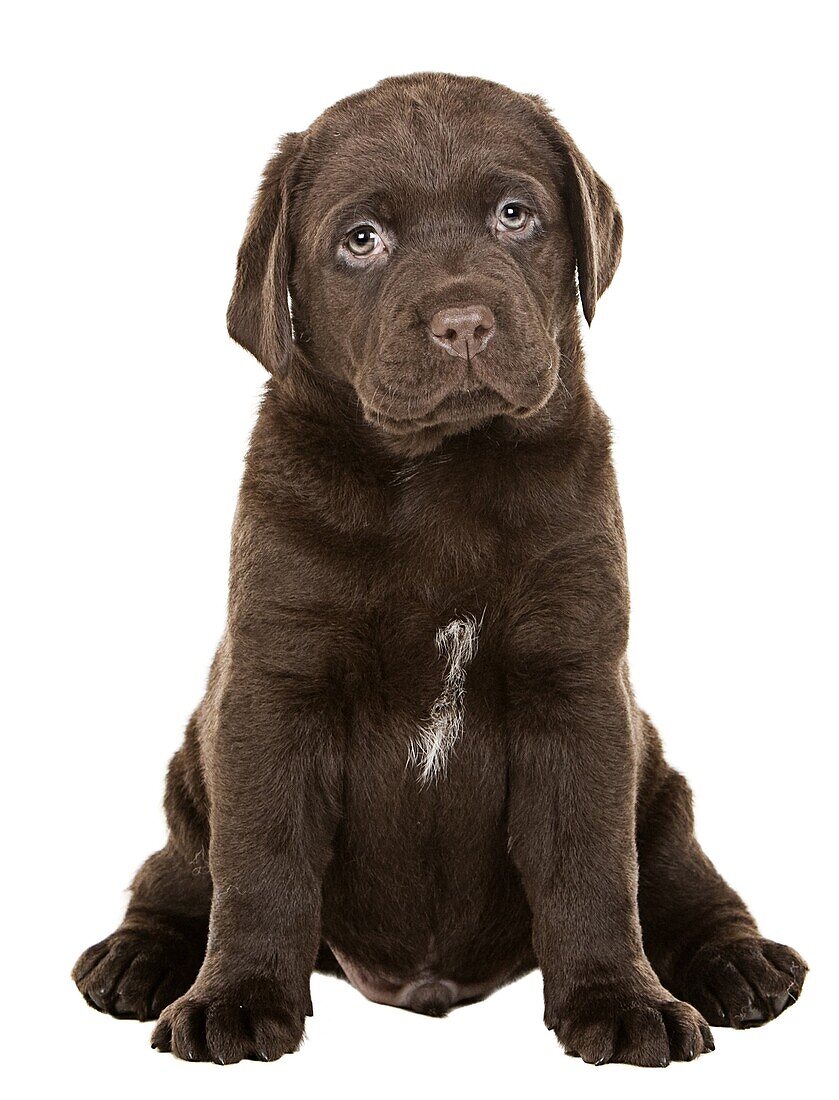 Shot of a Chunky Chocolate Labrador Puppy