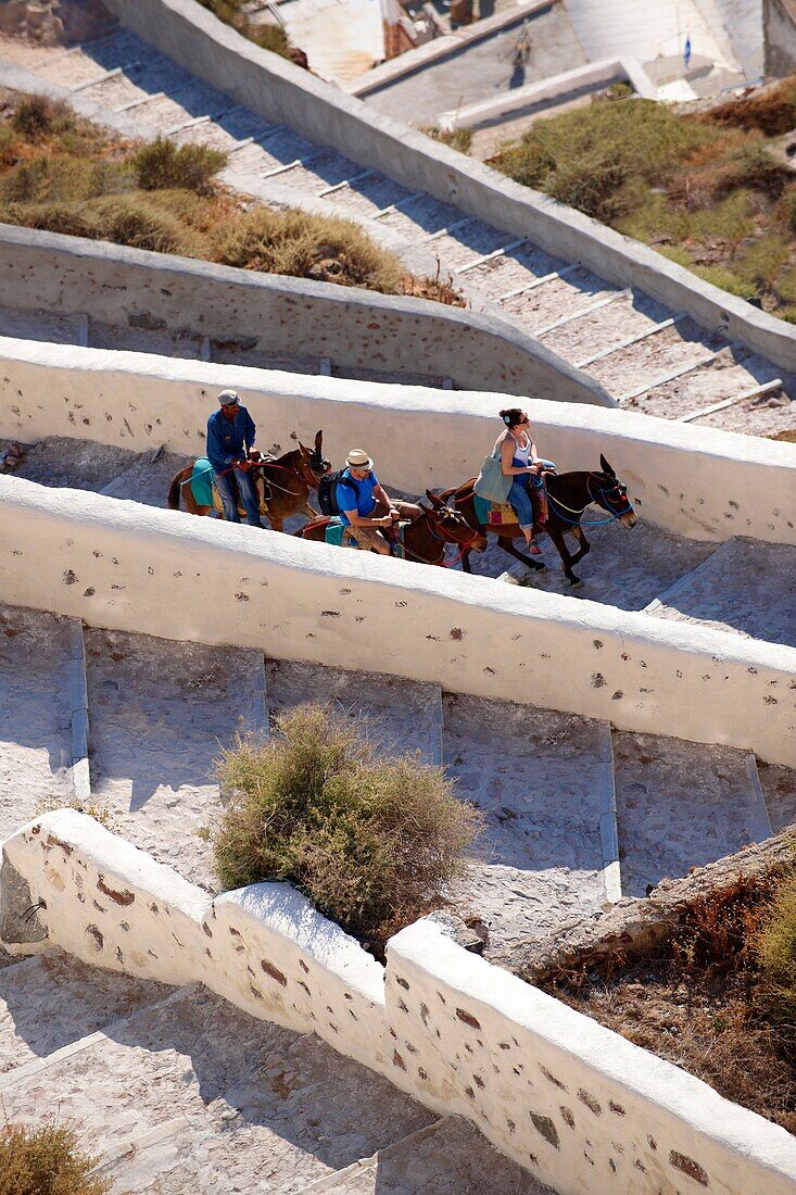 Donkeys with tourists on the path from the harbour oia Ia Santorini Town- Greek Cyclades islands.