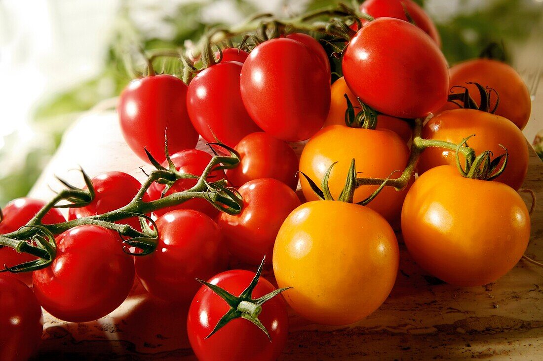 Selection of fresh red and yellow tomatoes and plum tomatoes