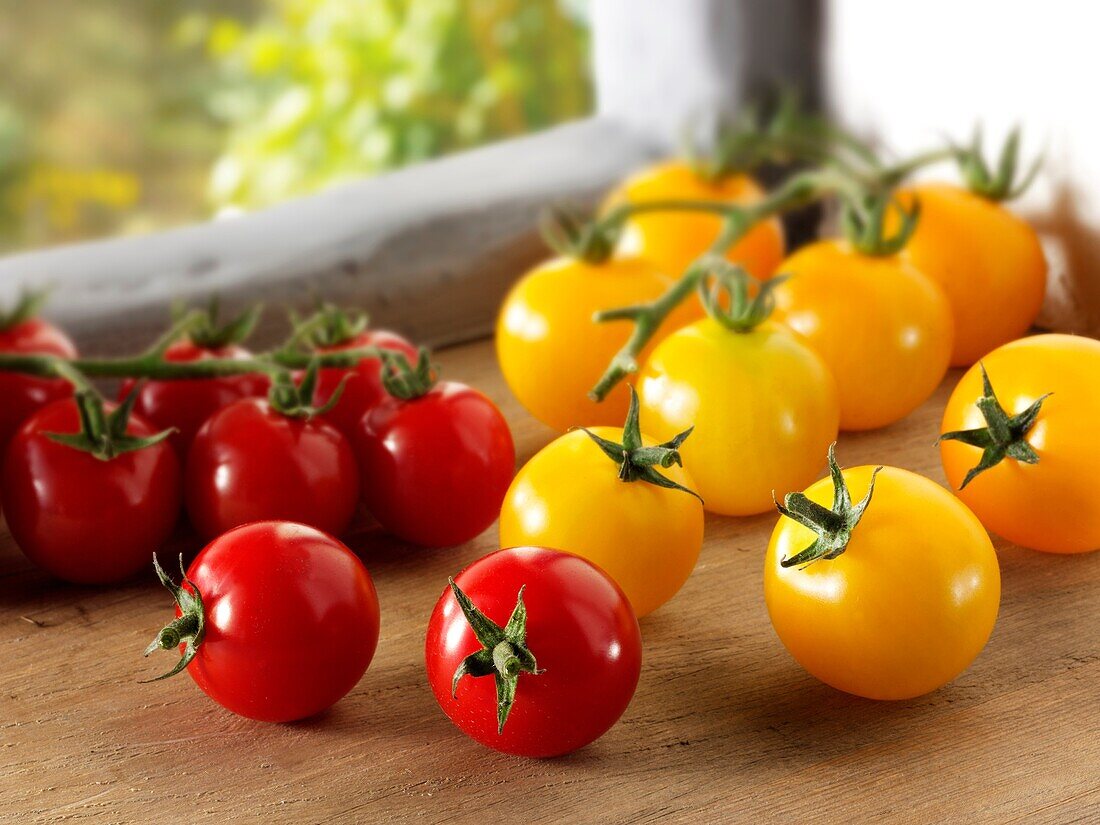 Red and Yellow Tomatoes on the vine