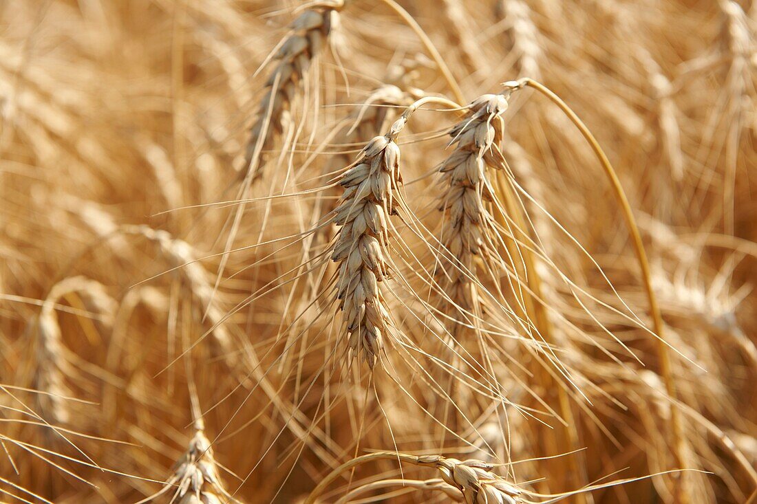 wheat field ready to be harvested