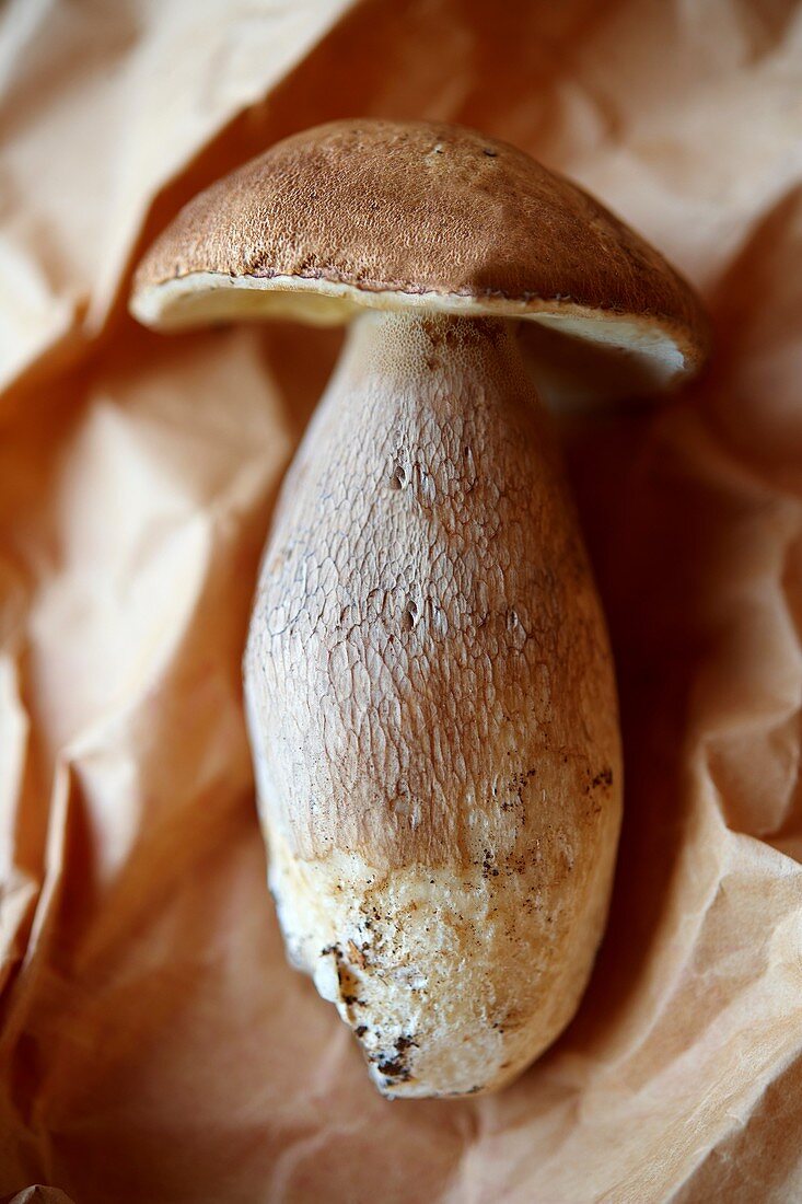 Fresh woodland Ceps - wild mushrooms