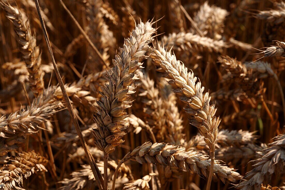 Wheat field ready to harvest