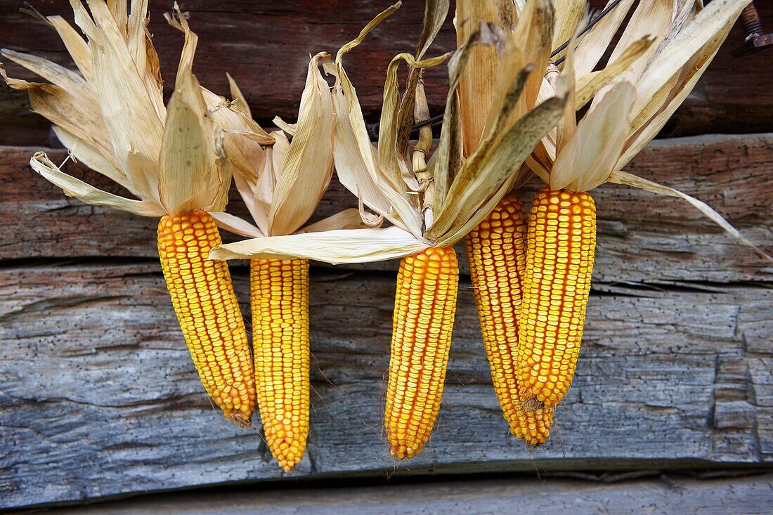 Corn cobs drying - Hungary