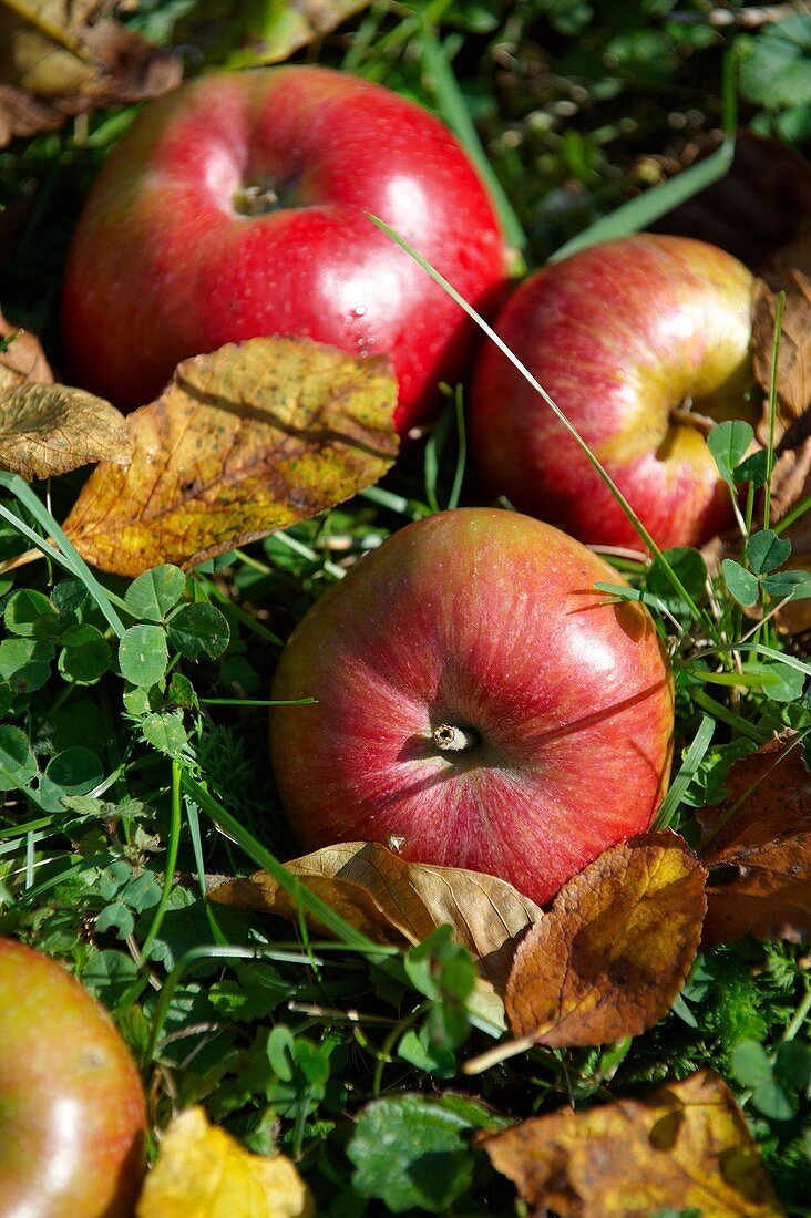 Fallen autumn red apples in an apple orchard