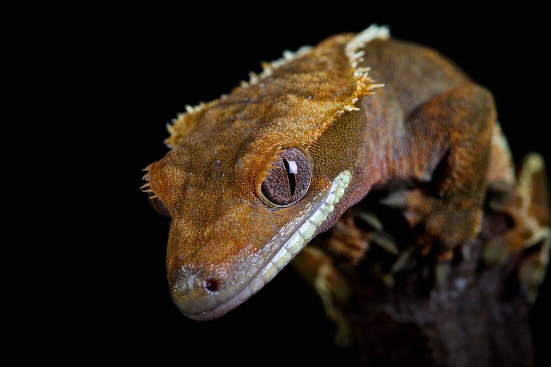 Captive, Private Collection Crested Gecko