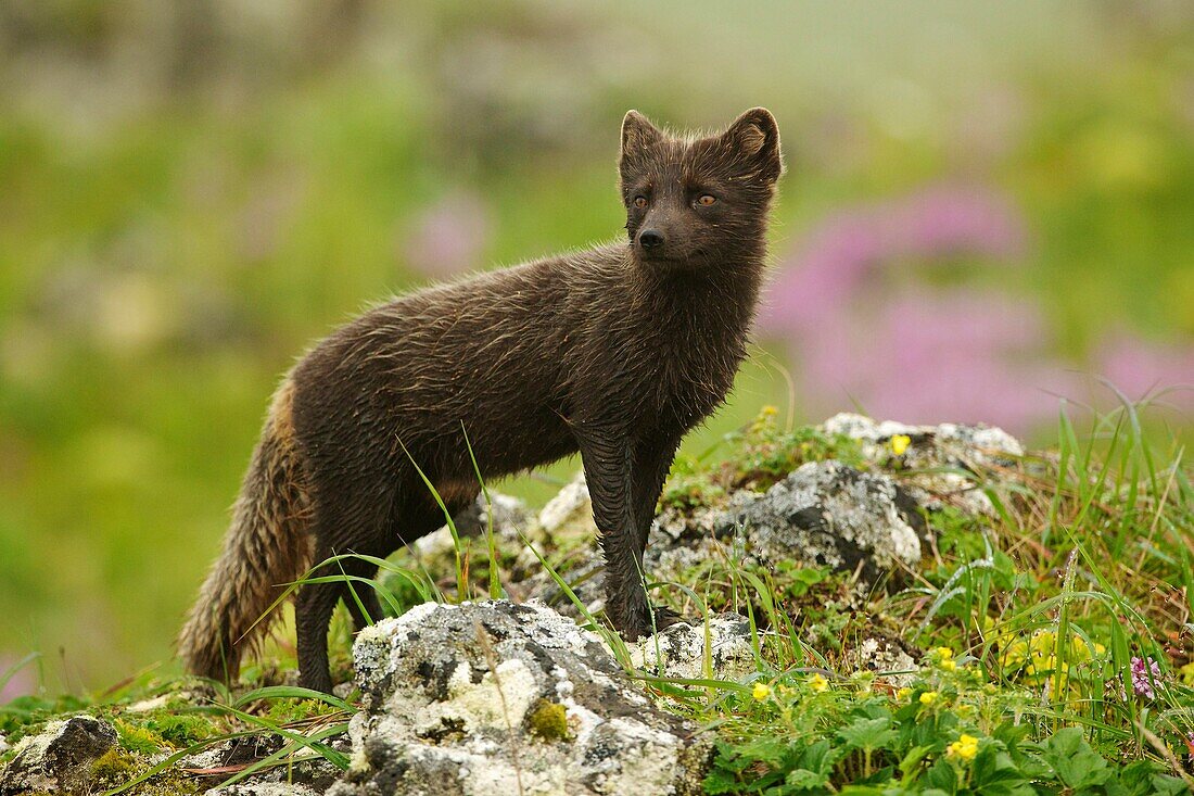 North America, USA, Alaska, St Paul Isand Arctic fox in summer coat