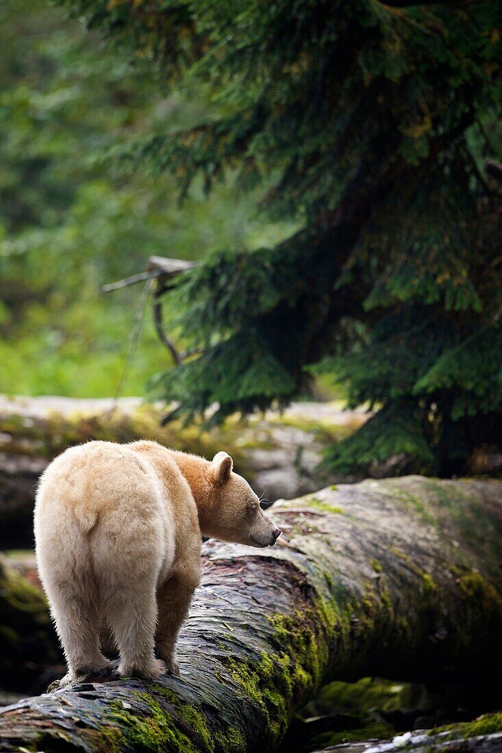 North America, Canada, British Columbia, Princess Royal Island, Great Bear Rainforest Kermode Black Bear