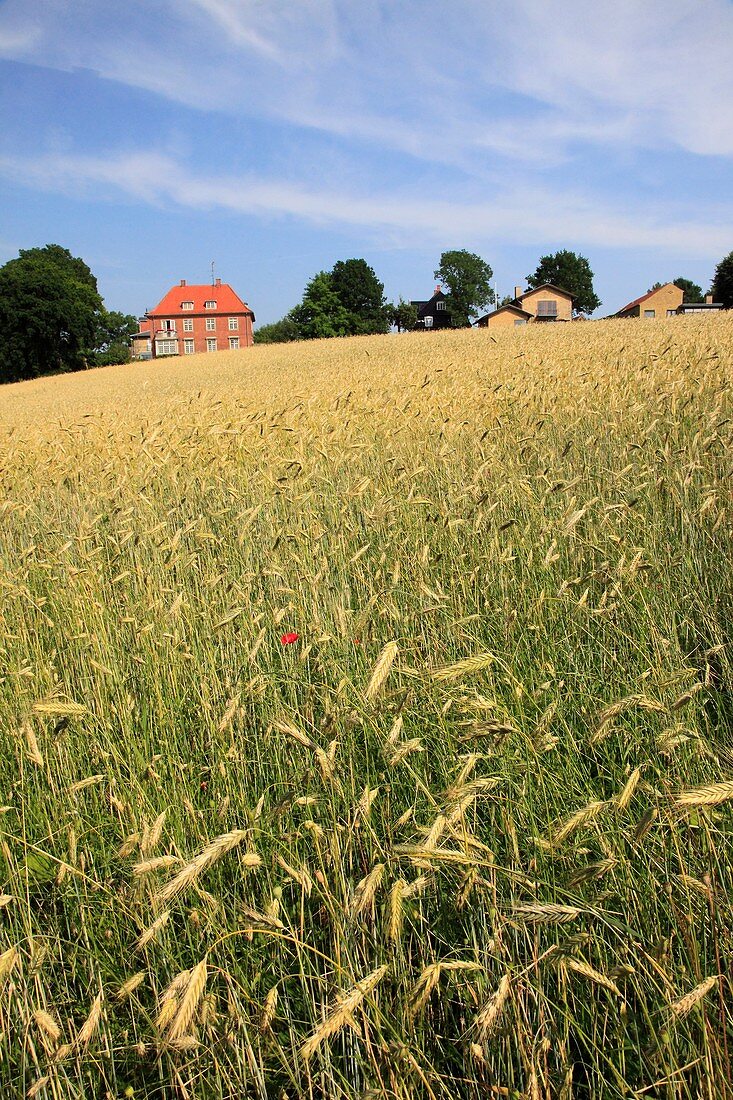 Denmark, Zealand, Roskilde, wheat field, agriculture