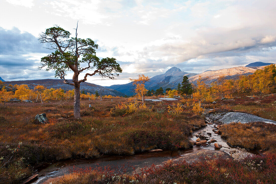 Landscape with some birch trees and pines north of the arctic circle at sunset, Saltdal, Junkerdalen national park, trekking tour in Autumn, Fjell, Lonsdal, near to Mo i Rana, Nordland, Norway, Scandinavia, Europe