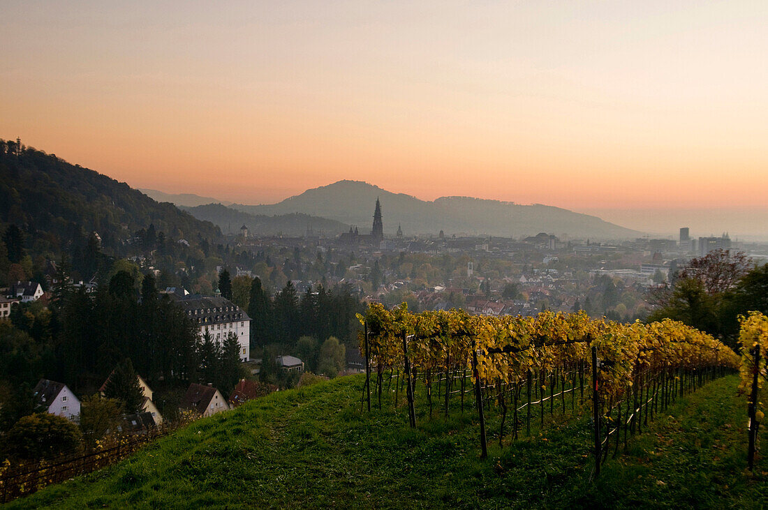 Blick über Freiburg von einem Weinberg, Freiburg im Breisgau, Baden-Württemberg, Deutschland