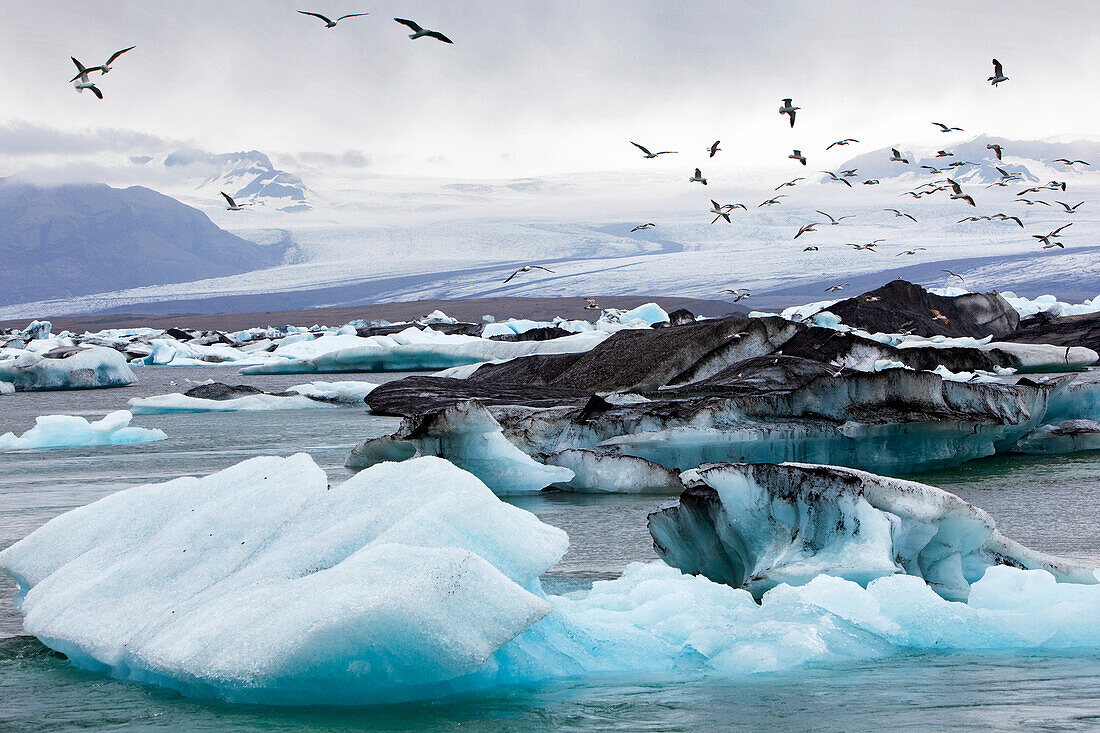 Flight of Seagulls Over the Icebergs on Lake Jokulsarlon, An Extension of the Vatnajokull Glacier Or Glacier of Lakes, the Largest Icecap in Iceland, Possibly Even Europe