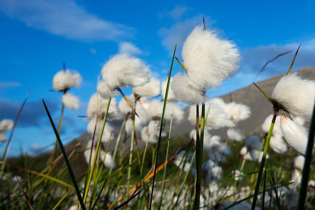 The Scheuchzer Cotton Grass on the Reykholt Plain in the Region of Borgarnes, Western Iceland, Europe