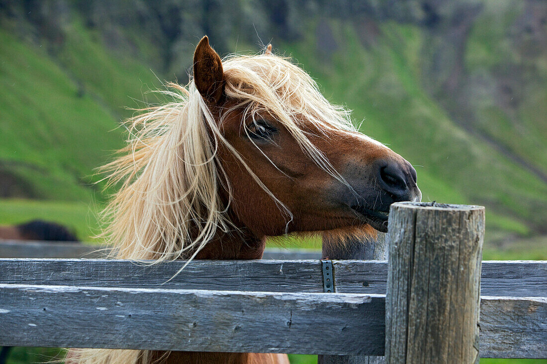 Icelandic Horse near Mosfellsbaer, Western Iceland, Europe