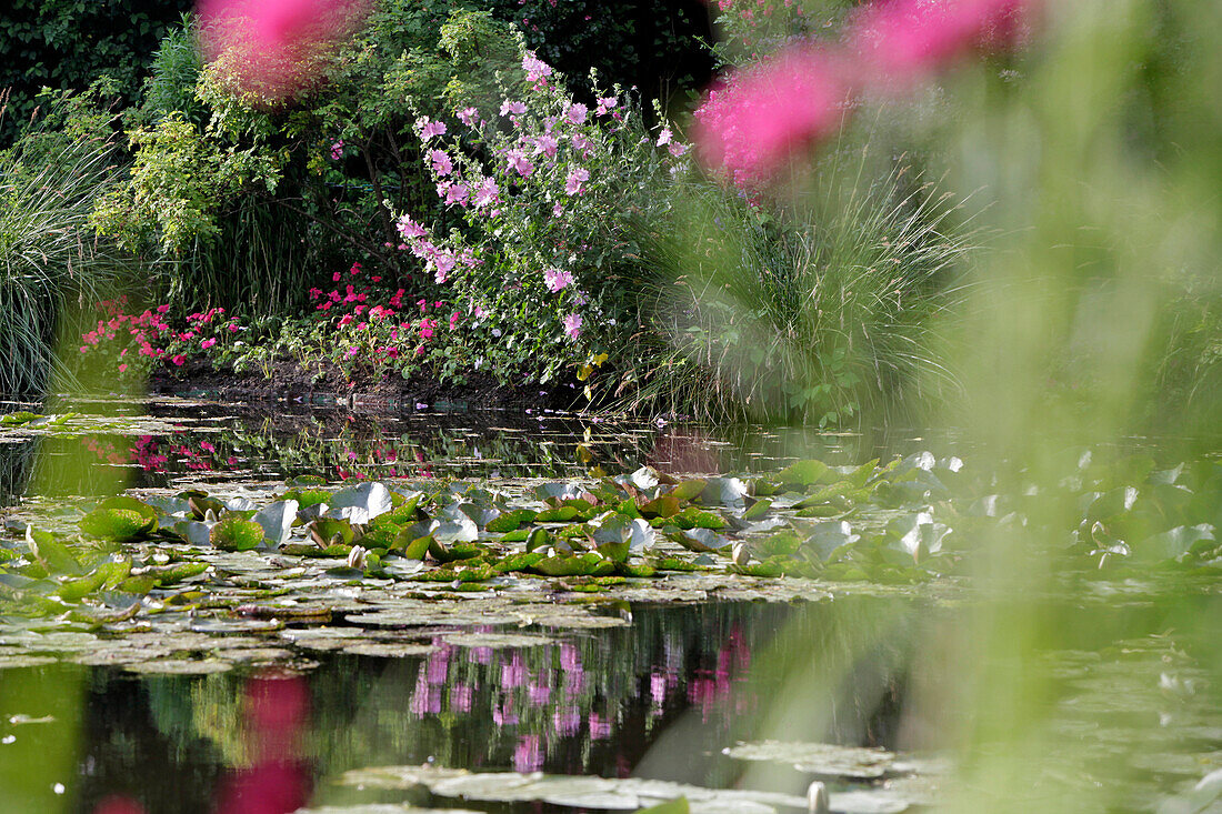 The White Water Lily Pond in the Impressionist Painter Claude Monet's Water Garden, Giverny, Eure (27), France