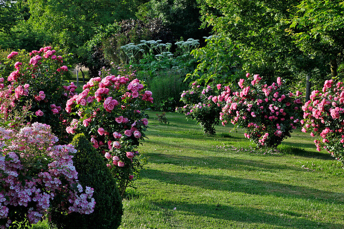 The Contemporary Garden and Rose Garden at the Chateau De Miserey, Eure (27), France