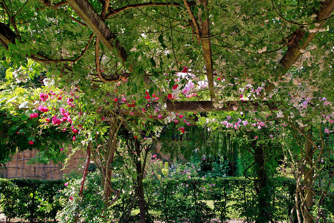 The Rose Garden, Park and Gardens of the Chateau De Vandrimare, Eure (27), France