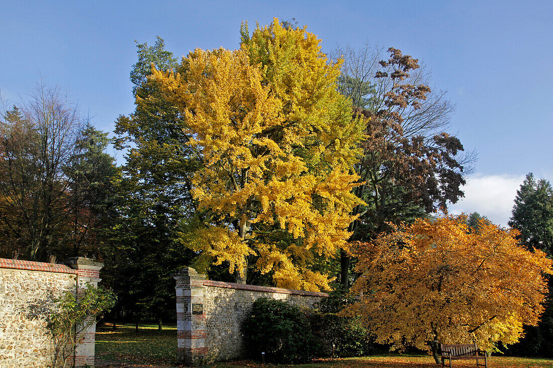 Magnolias and Ginkgo Biloba Trees in the Golden Colours of Autumn, the Chateau and Arboretum of Harcourt, Eure (27), France